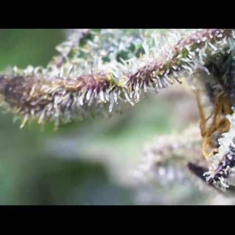 Gelato Regular growlog timeline photo