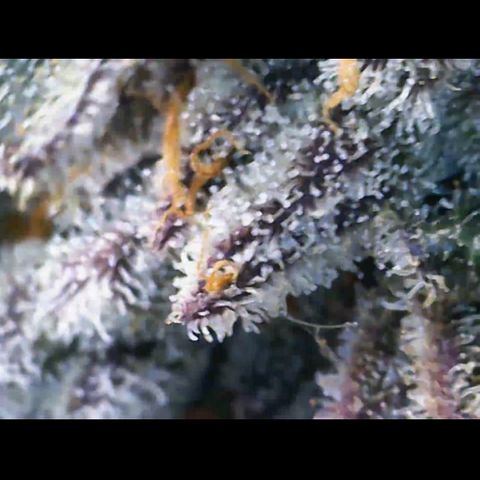 Gelato Regular growlog timeline photo