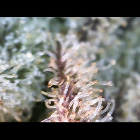 Gelato Regular growlog timeline photo