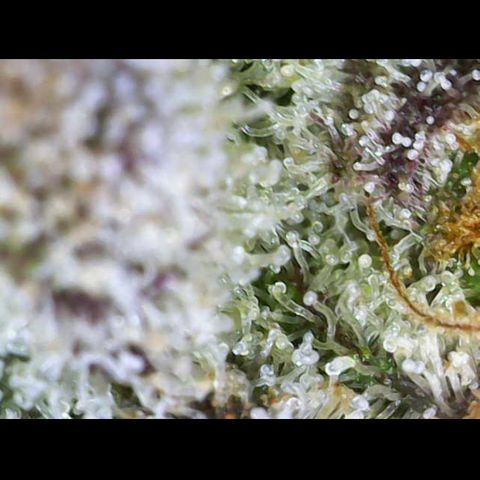 Gelato Regular growlog photo: Trichome sind Reif 
