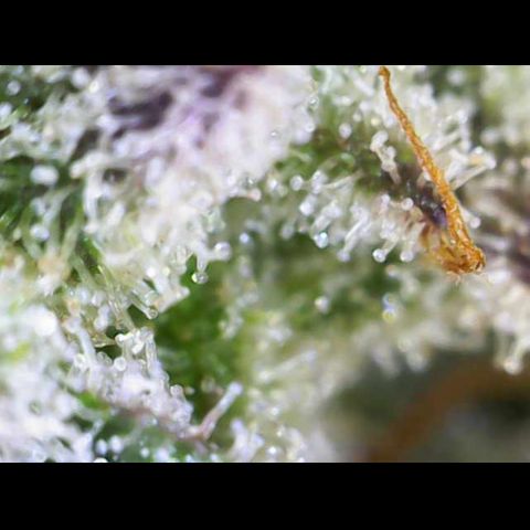 Gelato Regular growlog photo: Trichome sind Reif 