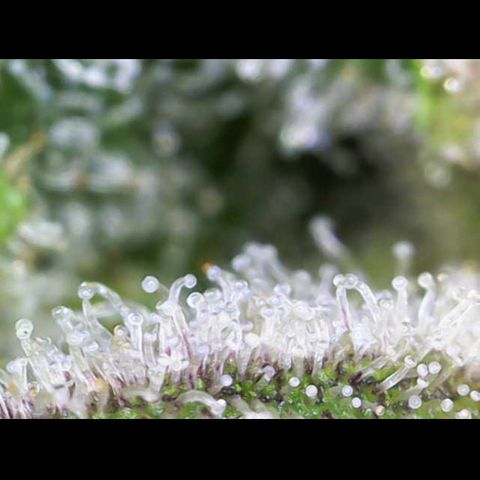 Gelato Regular growlog photo: Trichome sind Reif 