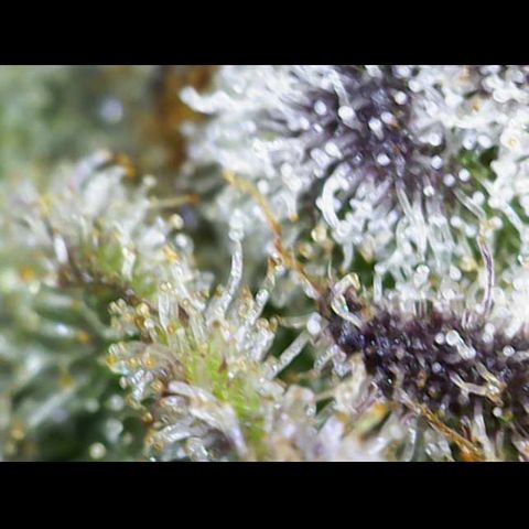 Gelato Regular growlog photo: Trichome sind Reif 