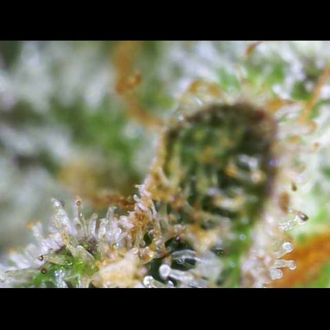 Gelato Regular growlog photo: Trichome sind Reif 