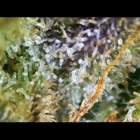 Gelato Regular growlog photo: Trichome sind Reif 