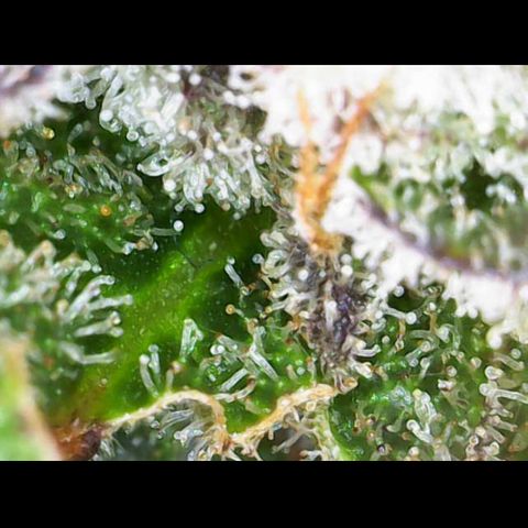 Gelato Regular growlog photo: Trichome sind Reif 