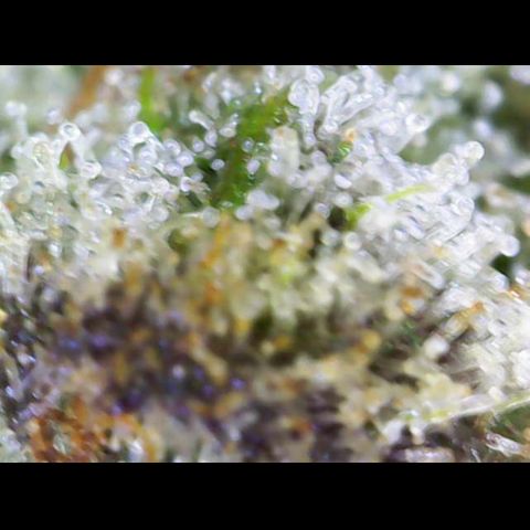 Gelato Regular growlog photo: Trichome sind Reif 