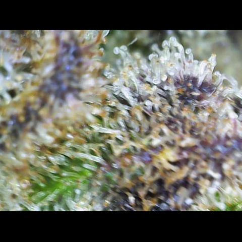 Gelato Regular growlog photo: Trichome sind Reif 