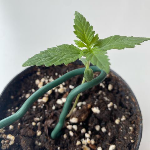 Lemon Cherry Gelato #1 growlog timeline photo