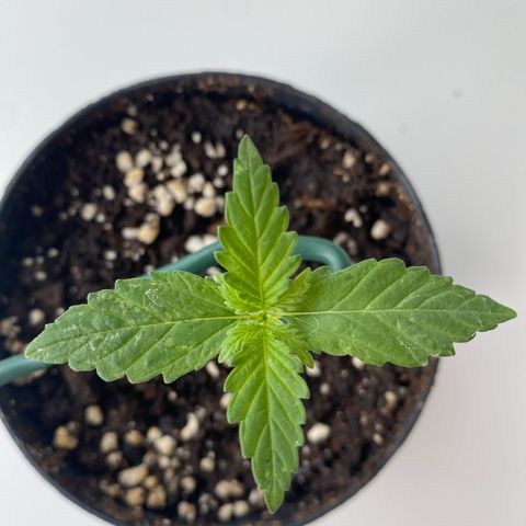 Lemon Cherry Gelato #1 growlog timeline photo