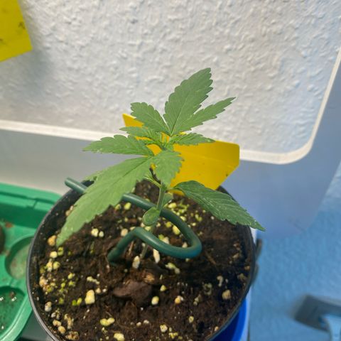 Lemon Cherry Gelato #1 growlog timeline photo