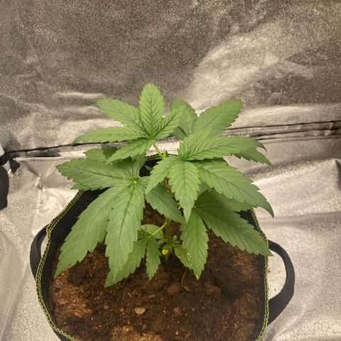 Lemon Cherry Gelato #1 growlog photo: Getoppt