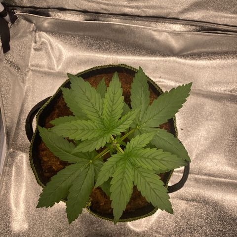 Lemon Cherry Gelato #1 growlog photo: Getoppt