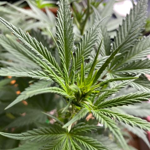 Lemon Cherry Gelato #1 growlog timeline photo