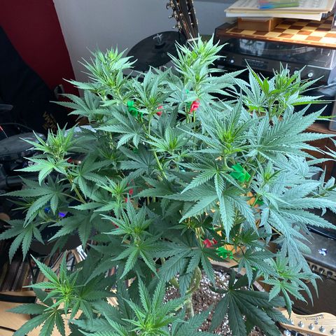 Lemon Cherry Gelato #1 growlog timeline photo