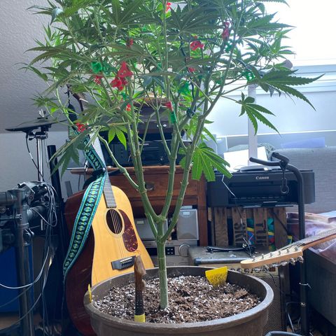 Lemon Cherry Gelato #1 growlog timeline photo