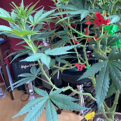 Lemon Cherry Gelato #1 growlog timeline photo