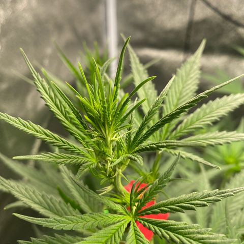 Lemon Cherry Gelato #1 growlog timeline photo