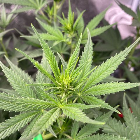 Lemon Cherry Gelato #1 growlog timeline photo