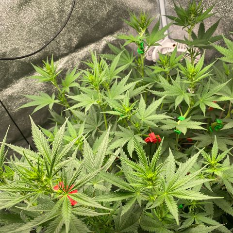 Lemon Cherry Gelato #1 growlog timeline photo
