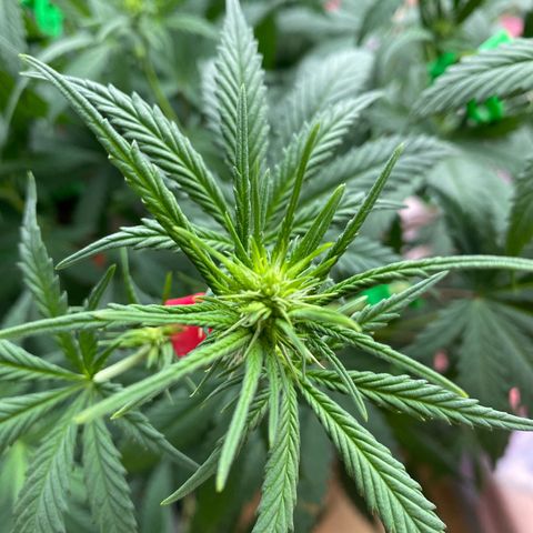 Lemon Cherry Gelato #1 growlog timeline photo