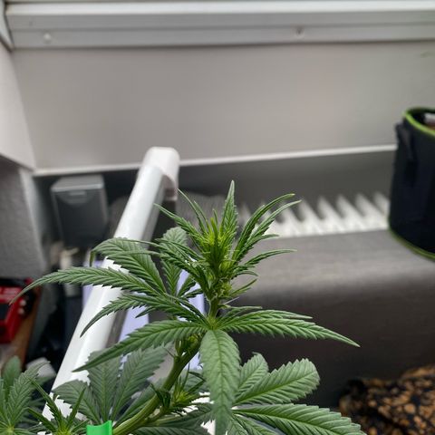 Lemon Cherry Gelato #1 growlog timeline photo