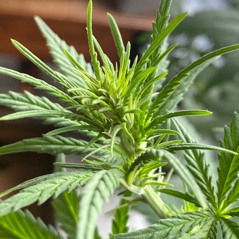 Lemon Cherry Gelato #1 growlog timeline photo