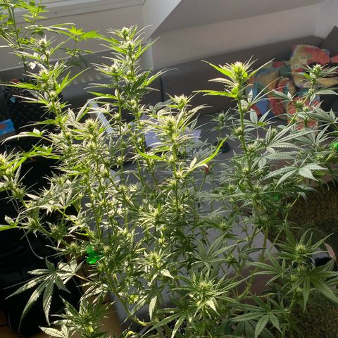 Lemon Cherry Gelato #1 growlog timeline photo