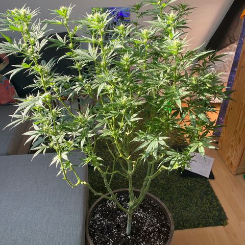 Lemon Cherry Gelato #1 growlog timeline photo