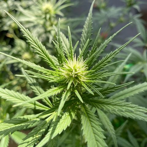 Lemon Cherry Gelato #1 growlog timeline photo