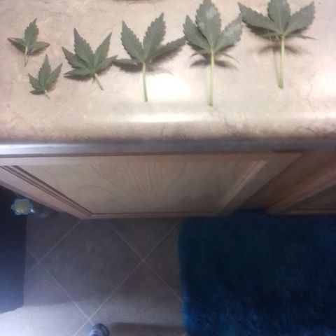 Blue Haze auto 1 growlog timeline photo