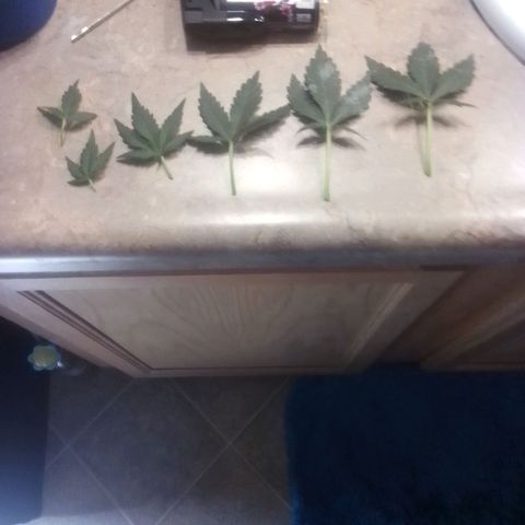 Blue Haze auto 1 growlog timeline photo