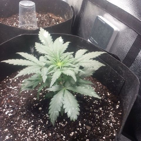 Blue Haze auto 1 growlog timeline photo