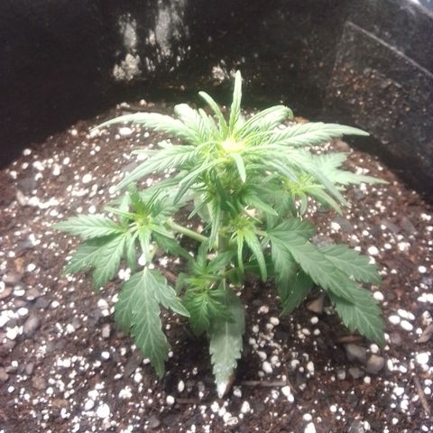 Blue Haze auto 1 growlog timeline photo
