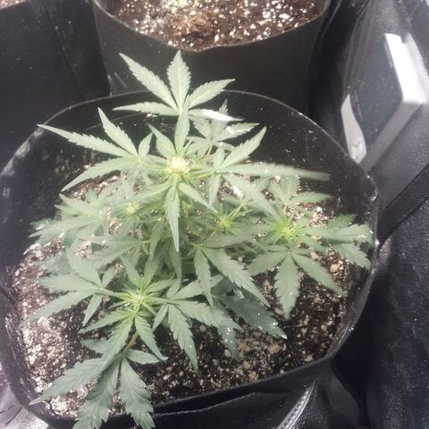 Blue Haze auto 1 growlog timeline photo