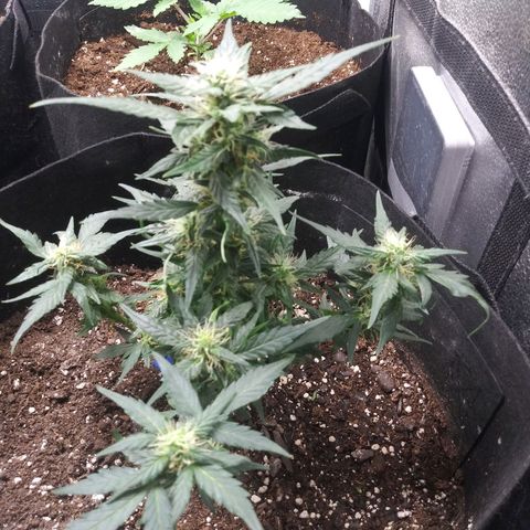 Blue Haze auto 1 growlog photo: Removed most fan leaves. 