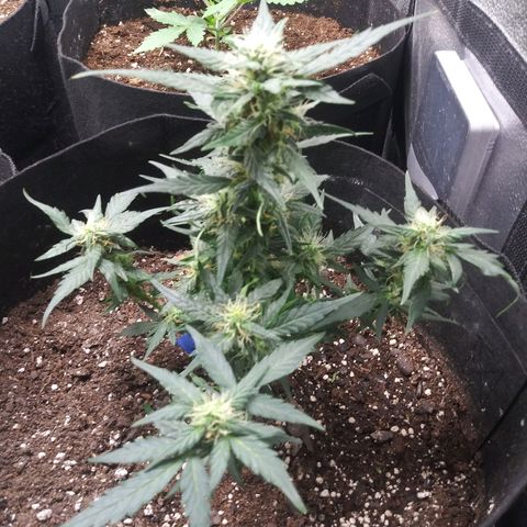 Blue Haze auto 1 growlog timeline photo