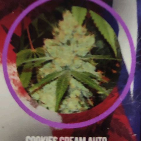 Cookies Cream Auto growlog timeline photo