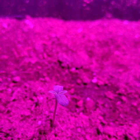 Cookies Cream Auto growlog photo: La semilla eclosiona y se convierte en una hermosa plantula 