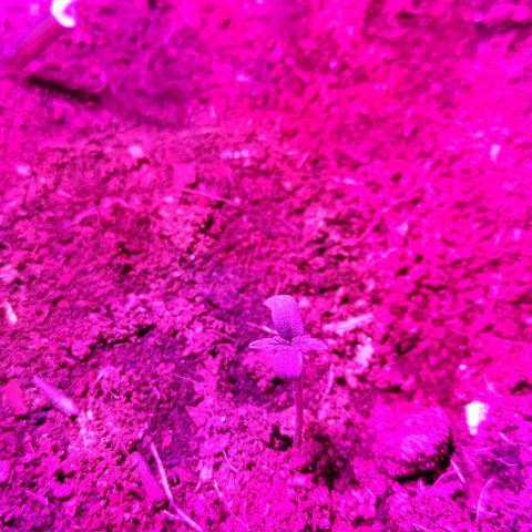 West kush auto growlog photo: La semilla eclosiona y se convierte en una hermosa plantula