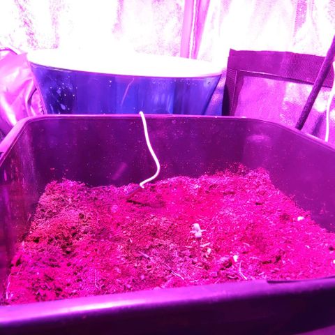 West kush auto growlog photo: La semilla eclosiona y se convierte en una hermosa plantula