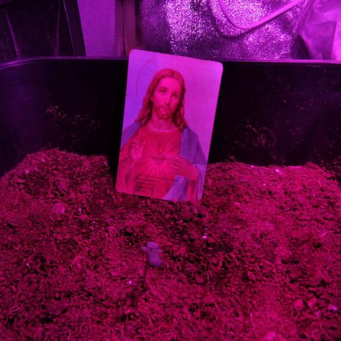 Cookies Cream Auto growlog photo: Con el poder de Jesús ,está planta será milagrosa,amén 