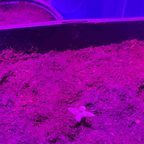 Cookies Cream Auto growlog photo: Primer riego fertilizantes
Root juice
Bio heaven
Acti vera