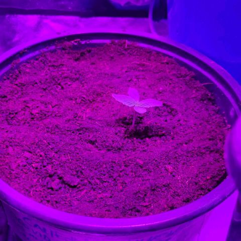 California Amnesia Auto growlog photo: Primer riego fertilizantes
Root juice
Bio heaven
Activera 