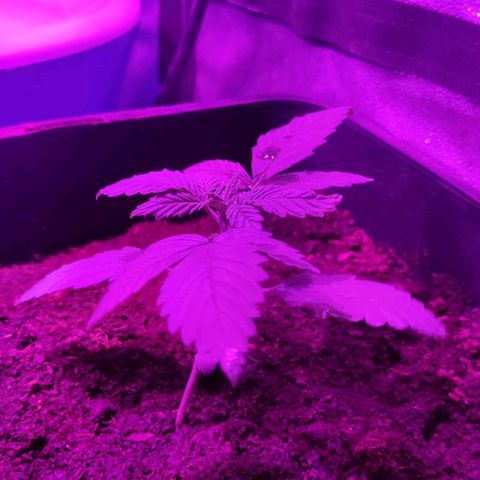 Cookies Cream Auto growlog photo: 4 riego:
Bio grow/fish mix/bio bloom/top max/bio heaven/acti vera