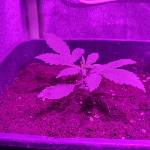 West kush auto growlog photo: 4 riego:
Bio grow/fish mix/bio bloom/top max/bio heaven/acti vera