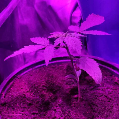 California Amnesia Auto growlog photo: 4 riego
Bio grow/fish mix/ bio bloom/top max/bio heaven/acti vera