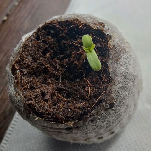 Northern Kush growlog timeline photo