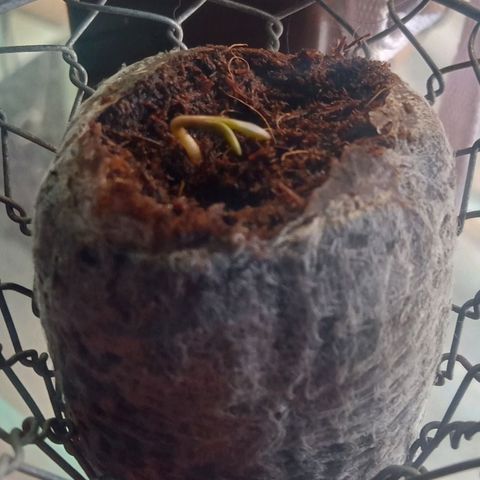 Northern Kush growlog timeline photo