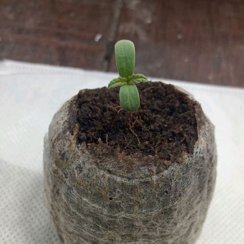 Northern Kush growlog timeline photo